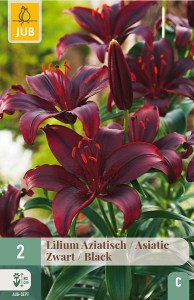 Cibuloviny, Lalie, Lalia asiatic Cierna