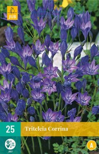 Cibuloviny, Triteleia Corrina 