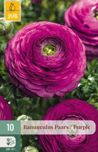 311590-iskernik-purple