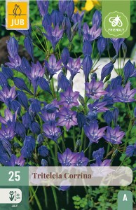 Cibuloviny, Triteleia Corrina 