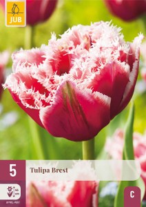 tulipan brest, cibuloviny, cibule tulipanaov, cibulky tulipanov, cibule kvetov, kvetove cibule