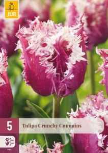 cibuľky tulipánov Crunchy Cummins