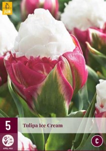 Tulipán Ice cream, cibuloviny, cibule tulipanaov, cibulky tulipanov, cibule kvetov, kvetove cibule
