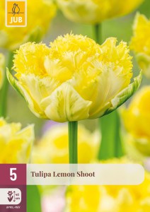 cibuľky tulipánov Lemon Shoot