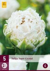 Tulipán Snow Crystal, cibuloviny, cibule tulipanov, cibulky tulipanov, cibule kvetov, kvetove cibule