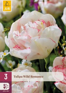 cibuľky tulipánov Wild Romance