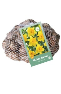 narcisy, narcis tete a tete, zlty narcis, zlte kvety, kvety, cibuloviny, cibulky kvetov