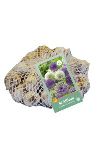 okrasny cesnak, Allium , kvety, cibuloviny, cibule kvetov