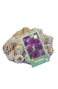 okrasny cesnak, Allium , kvety, cibuloviny, cibule kvetov