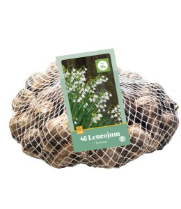 Cibuloviny, Cibule bledule, Bledula Leucojum aestivum