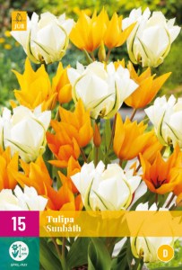 cibuloviny, tulipan, cibule kvetov, cibulky kvetov, cibulky tulipanov