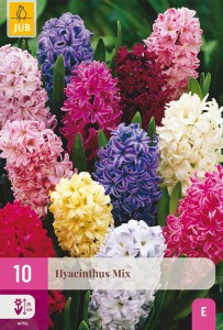 cibuloviny, cibule kvetov, hyacinty, hyacint, farebné hyacinty, kvety, 