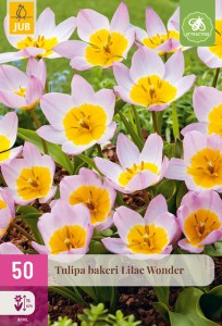 322245-tulipan-bakeri-lilac-wonder