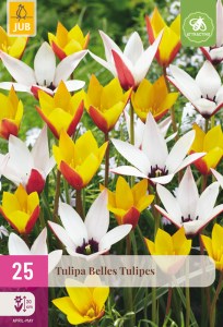 322250-tulipan-belles-tulipes