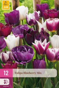 322300-tulipan-blueberry-mix