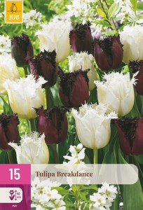 322325-tulipan-breakdance