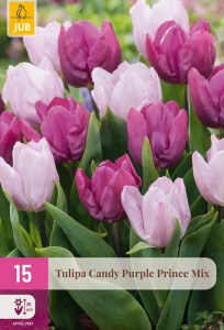 322332-tulipan-candy-purple-prince-mix