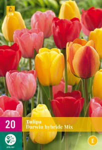 cibuloviny, tulipan, cibule kvetov, cibulky kvetov, cibulky tulipanov