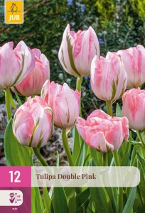 322397-tulipan-double-pink