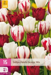 cibuloviny, tulipan, cibule kvetov, cibulky kvetov, cibulky tulipanov
