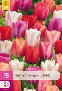 322434-tulipan-glowing-with-pride