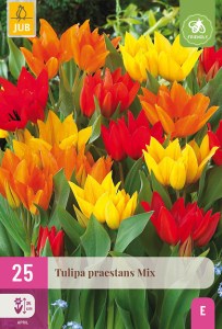 cibuloviny, tulipan, cibule kvetov, cibulky kvetov, cibulky tulipanov