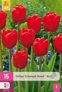 cibuloviny, tulipan, cibule kvetov, cibulky kvetov, cibulky tulipanov