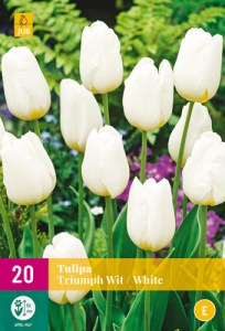 cibuloviny, tulipan, cibule kvetov, cibulky kvetov, cibulky tulipanov
