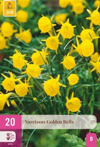  narcis, narcisy, kvety, cibuloviny, cibulky kvetov, kvetove cibulky,