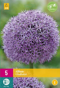cibule kvetov, cibuloviny, Okrasný Cesnak, Allium Christophii