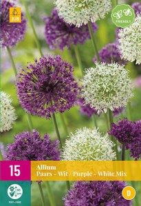cibule kvetov, cibuloviny, Okrasný Cesnak, Allium Purple - White