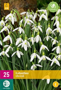 Cibuloviny, Cibule snežienky, Snežienka Galanthus Elwesii XXL balenie