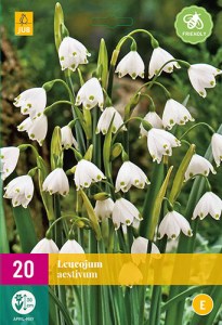 Cibuloviny, Cibule bledule. Bledula Leucojum aestivum XXL balenie