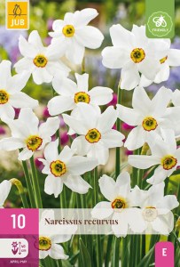 Cibuloviny, cibule narcisov, Narcis Recurvus, narcisy, cibulky narcisov, kvetove cibulky,