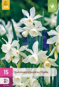 biely narcis, cibuloviny, white marvel, kvety, cibulky kvetov,