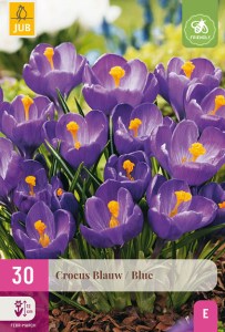 modrý krokus, krokusy, cibuloviny, šafrán, modré kvety,