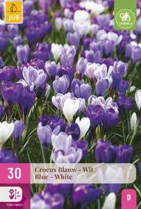 modré krokusy, modrý korkus, šafrán, cibuloviny, biele krokusy, jarné kvety,