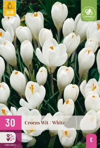 biele krokusy, biely šafrán, biely krokus, krokus biely, cibuloviny, biele kvety,