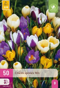 cibuloviny, cibuloviny, krokusy, krokus, šafrán, biely krokus, fialový krokus