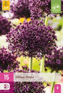 cibule kvetov, cibuloviny, Okrasný Cesnak