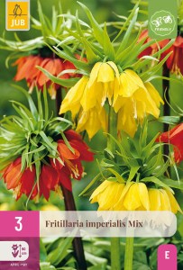 Korunovka, Fritillaria imperialis mix XXL balenie