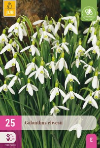 Cibuloviny, Cibule snežienky, Snežienka Galanthus Elwesii XXL balenie