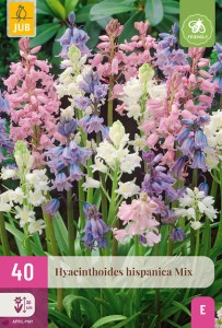 Cibuloviny, Hyacinthoides hispanica Mix XXL balenie
