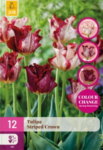 324600-tulipan-striped-crown