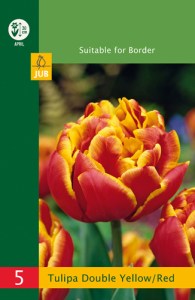 modry hyacint, kvetove cibulky, cibuloviny, kvety, cibule hyacintov