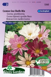  Cosmea bipinnatus, semena kvetoov, kvety, farebne kvety, pekne kvety, kvety do zahrady, netradicne kvety,