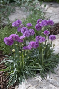 armeria, fialova armeria, kvety, semena kvetov, trvalky, semená trvaliek,