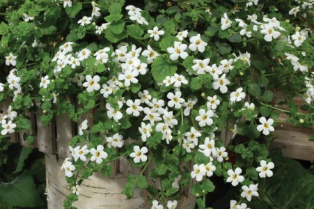 Bacopa snowtopia