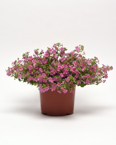 Bacopa Pinktopia