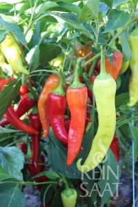 BIO semená, bio paprika, Paprika sladká Antalya dan 